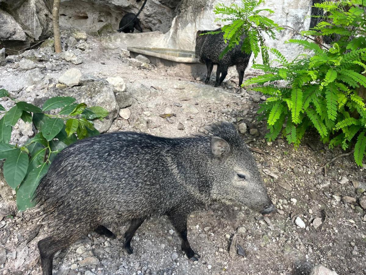 Casados Ranch Hotel Escárcega Kültér fotó
