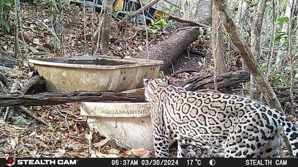 Casados Ranch Hotel Escárcega Kültér fotó